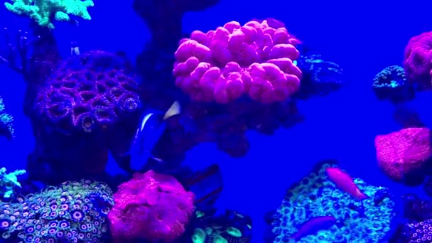 Тропічні Риби Корали Нінгалових Рифах Західної Австралії — стокове відео