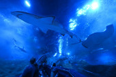 PERTH - OCT 04 2020: A turisták látogató séta víz alatti alagút AQWA az akvárium otthont mintegy 400 faj Nyugat-Ausztrália partvonali tengeri élet, beleértve több mint 4000 hal