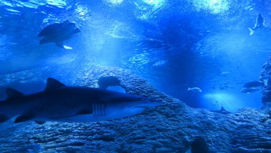 Köpekbalığı deniz kaplumbağası ve tropikal balıklar Batı Avustralya 'da Ningaloo Sahili resiflerinde su altında yüzerler.