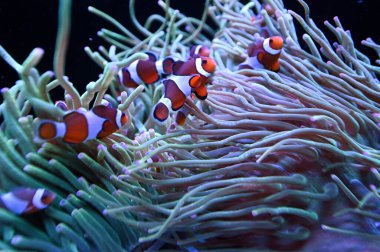 Bir grup Ocellaris palyaço balığı Batı Avustralya 'daki Ningaloo resifinde muhteşem bir deniz şakayığına yuva yapmış.