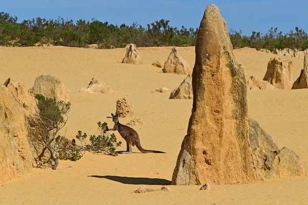 Canguro Gris Occidental Pastando Desierto Pináculos Cerca Cervantes Australia Occidental —  Fotos de Stock