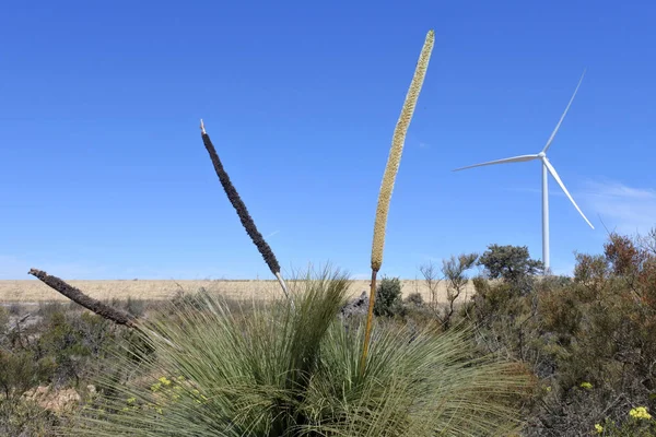 西オーストラリア州セルバンテス近くのフィールドで回転する大規模な風力発電運動エネルギーコンバータタービン — ストック写真