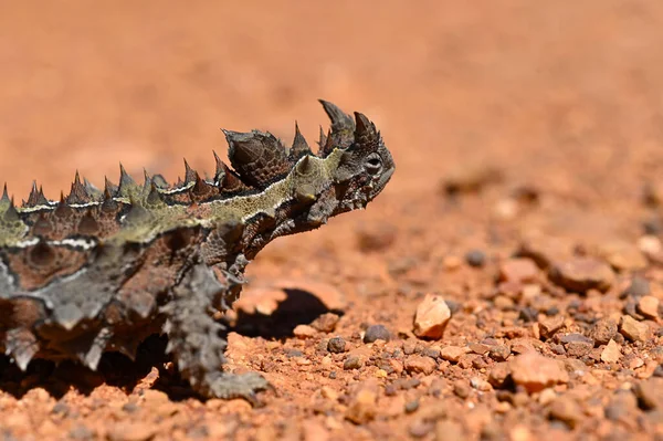 Thorny Devil Västra Australien Outback — Stockfoto
