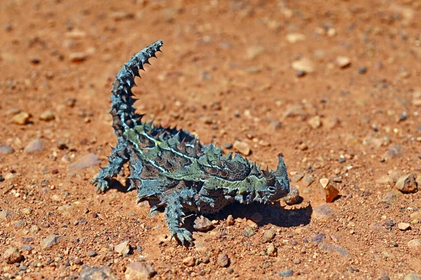 Powyżej Widok Thorny Devil Pełnej Długości Australii Zachodniej Outback — Zdjęcie stockowe