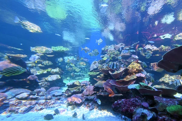 Pești Tropicali Colorați Corali Coasta Recifului Ningaloo Din Australia Vest — Fotografie, imagine de stoc