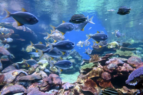 Kolorowe Tropikalne Ryby Koralowce Wybrzeżu Rafy Ningaloo Australii Zachodniej — Zdjęcie stockowe