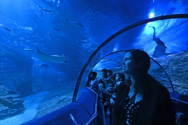 Perth October 2020 Aqwaのウォークスルー水中トンネルを訪れる観光客は 000魚以上を含む約400種の西オーストラリア海岸線の海洋生物が生息しています — ストック写真