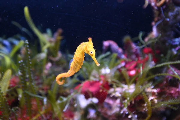 Tiger Snout Seahorse West Australian Seahorse Hippocampus Subelongatus Swim Underwater — Stock Photo, Image