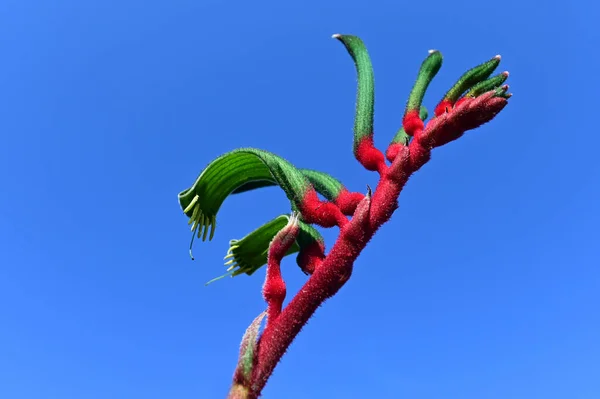 Pata Canguru Contra Céu Azul Claro Flor Endémica Sudoeste Austrália — Fotografia de Stock