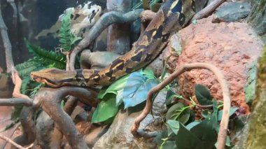 Queensland, Avustralya 'nın kuzeyindeki tropikal bölgede büyük bir piton yağmur ormanı..