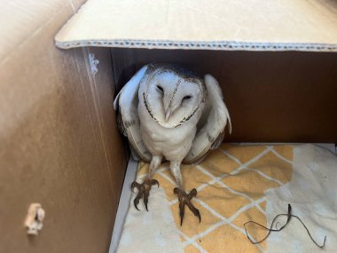 Yaralı Doğu Avustralya Çimeni Baykuşu Tyto Longimembris bir kutuda.