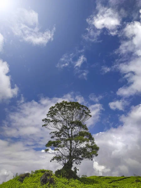 Arbre unique sur plantation de thé — Photo