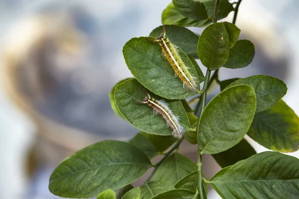 Toxic gypsy moths prevention using fogging — Stock Photo, Image