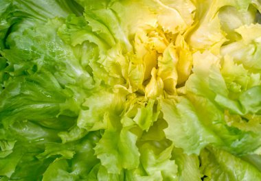 Yeşil salata yakın.