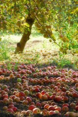 Elma ağacıyla bahçe