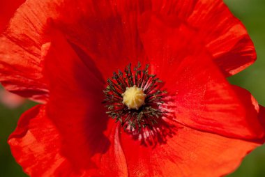 Yeşil arka planda kırmızı haşhaş, yakın plan.