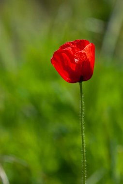 Yeşil arkaplanda kırmızı haşhaş, dikey görünüm