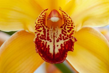 Kırmızı benekli sarı orkide