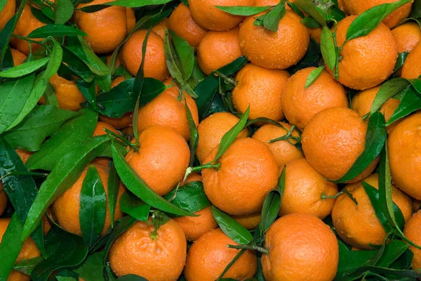 Yeşil yapraklı mandalinalar