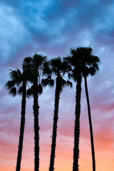 日落时带云彩的棕榈树 立视图 — 图库照片