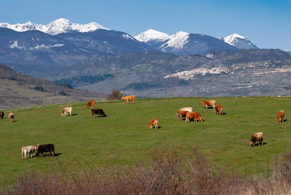 İtalya, Abruzzo Milli Parkı, dağlarda otlayan inekler