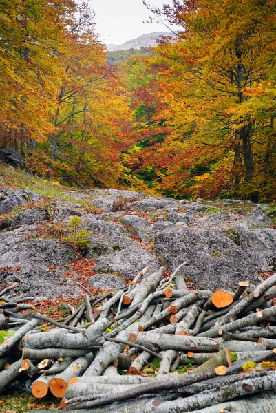 İtalya, Abruzzo Milli Parkı, Sonbaharda kesilen ağaç gövdeleri