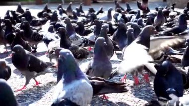 Beton zemin videoda yemek yeme 1920 x 1080 30 Fps. çok güzel gerçek süper ağır çekim 240 Fps. Pigeonsbirds.
