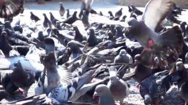 Beton zemin videoda yemek yeme 1920 x 1080 30 Fps. çok güzel gerçek süper ağır çekim 240 Fps. Pigeonsbirds.
