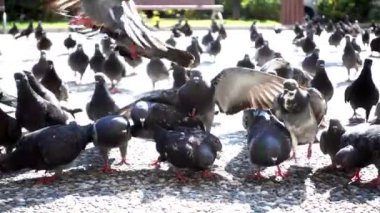 Beton zemin videoda yemek yeme 1920 x 1080 30 Fps. çok güzel gerçek süper ağır çekim 240 Fps. Pigeonsbirds.