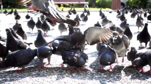 1920 1080 Fps とても素敵な真超スローモーション 240 Fps Pigeonsbirds コンクリート床ビデオで食品を食べる — ストック動画