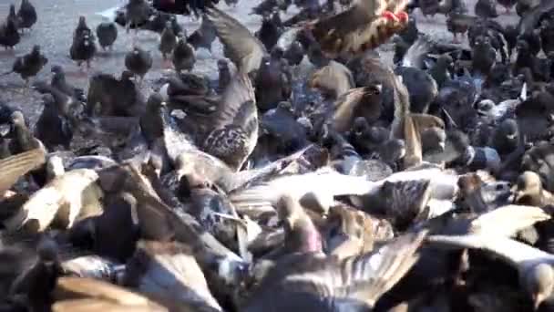Detta Arkivfilmer Presenterar Närbild Flock Duvor Utfodring Parken Flyger Runt — Stockvideo