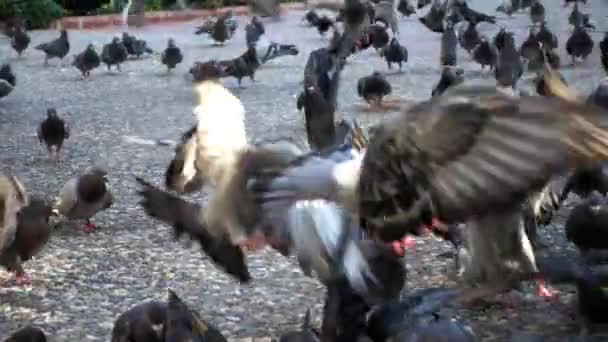 この映像素材は 公園で餌ハトの群れのクローズ アップ ショットを提示します 周りに飛んで スローモーションで粒餌にコンクリートの上を歩く — ストック動画