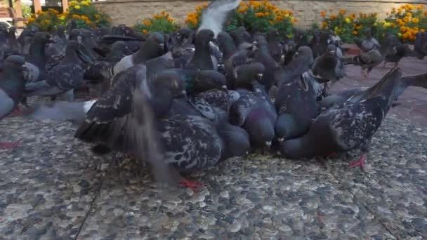 Cette Séquence Présente Gros Plan Troupeau Pigeons Qui Nourrissent Dans — Video