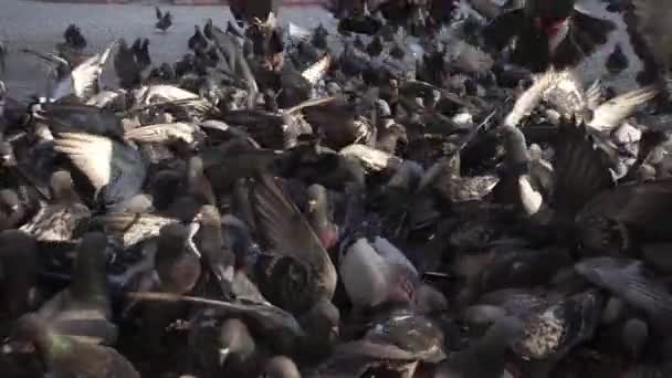 Esta Filmagem Apresenta Plano Perto Bando Pombos Que Alimentam Parque — Vídeo de Stock