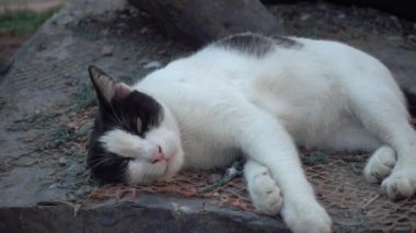 Çok şirin, uyuyan kedi görüntüsü..
