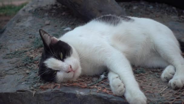 Πολύ Ωραία Χαριτωμένα Πλάνα Ύπνου Γάτα — Αρχείο Βίντεο