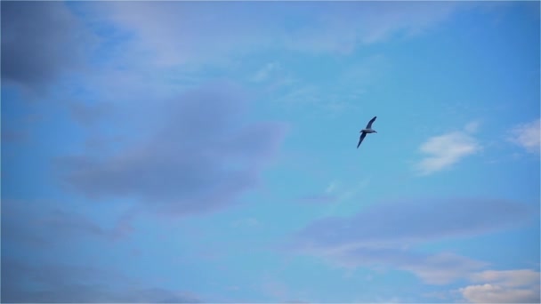 Gaivota Voando Céu — Vídeo de Stock