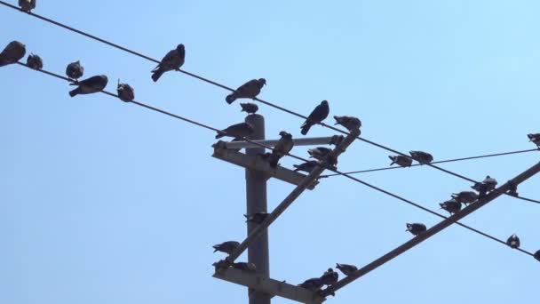 Grupo Pombos Pássaros Sentados Arames Cidade Segundo Plano — Vídeo de Stock