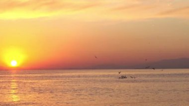 Günbatımı manzarası güneş ışınları ve ışıltı deniz suyu ile deniz kuşları üzerinde