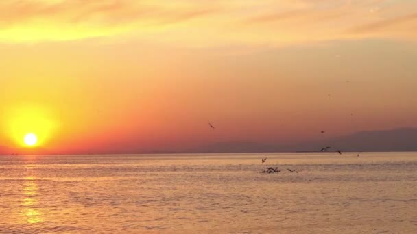 Sunset Skyline Rayos Sol Chispa Agua Mar Con Aves Marinas — Vídeos de Stock