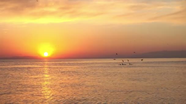 Sunset Skyline Rayos Sol Chispa Agua Mar Con Aves Marinas — Vídeo de stock