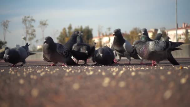 Nahaufnahme Einer Taubenschar Beim Füttern Park — Stockvideo