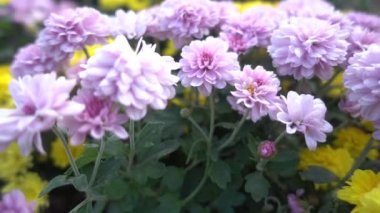 1920 x 1080 30 Fps. çok güzel sonbahar çiçekleri görüntüle Video.