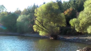 1920 x 1080 25 Fps çok güzel sonbahar ağaç yaprak görünümü göl video.