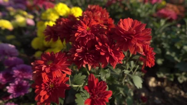 1920 1080 Fps Çok Güzel Sonbahar Çiçekleri Görüntüle Video — Stok video