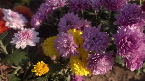 1920 1080 Fps Zeer Mooie Herfst Bloemen Video Bekijken — Stockvideo