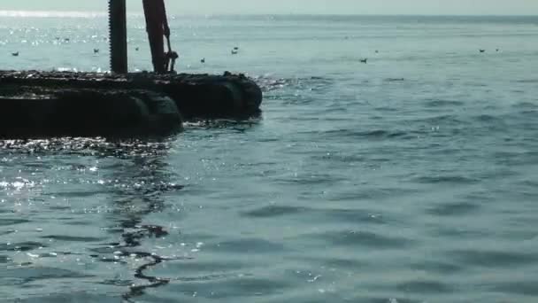 Deniz Enkazı Kirliliği Temizleme Görüntülerinde Çalışan Çok Güzel Bir Kazıcı — Stok video