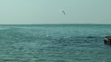 Denizde çalışan tarak. Deniz enkaz kirliliği Temizleme