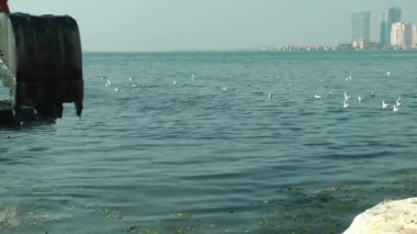 Denizde çalışan tarak. Deniz enkaz kirliliği Temizleme