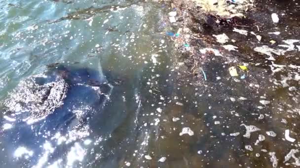 垃圾和垃圾漂浮在水面上 污物和塑料垃圾漂浮在海面上的水污染 — 图库视频影像